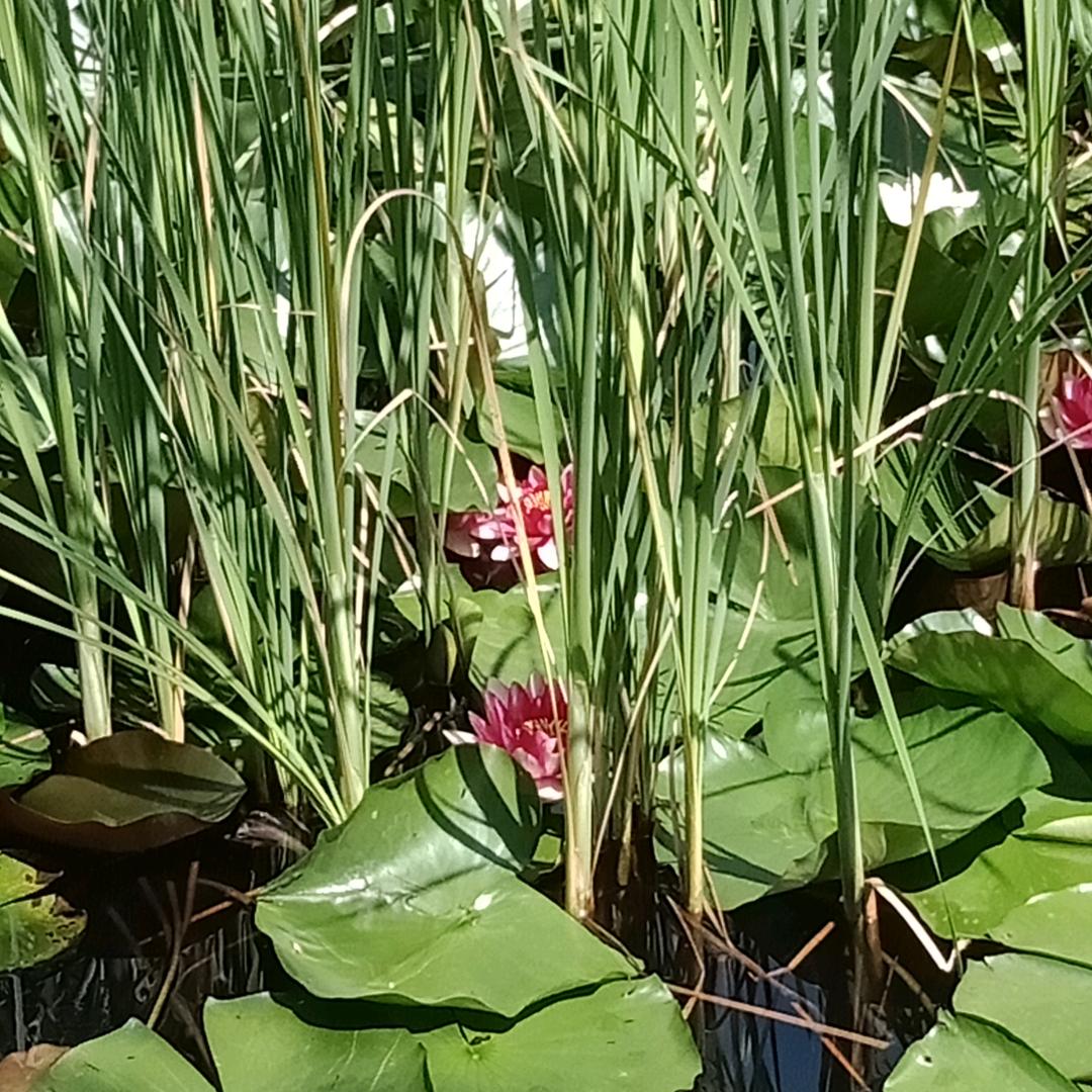 古荮山中人