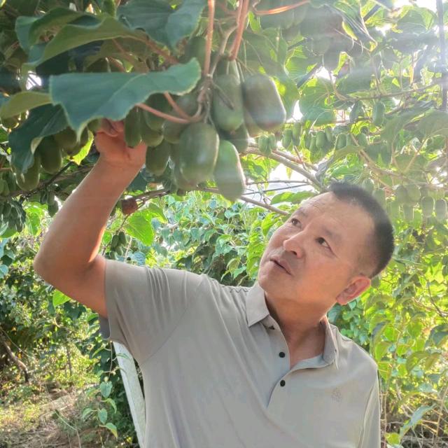 辽宁宽甸金牌奇异莓9号种植园