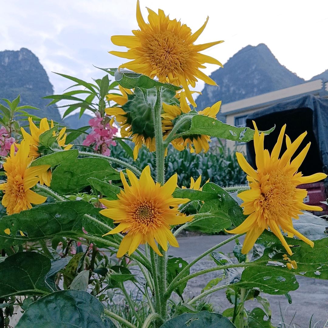 放羊妹《拒绝连麦》