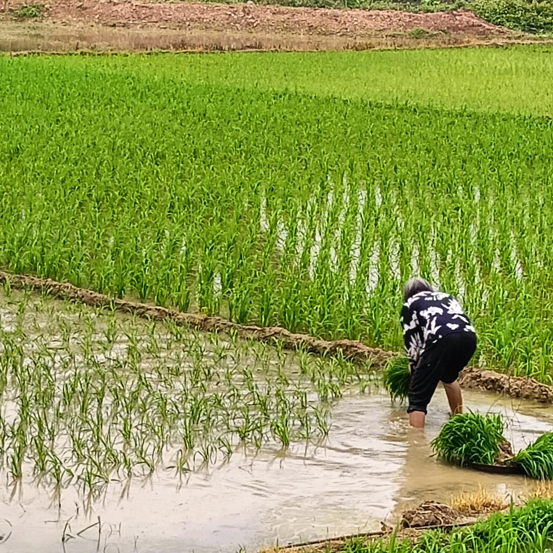 一阵风