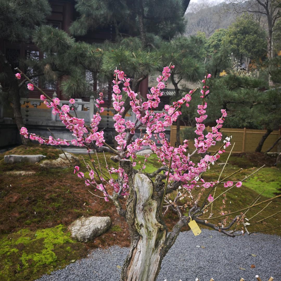 静心
