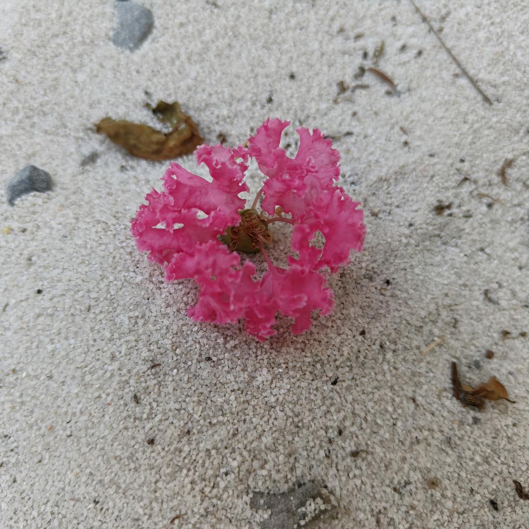 豚豚儿爱打盹儿🐡