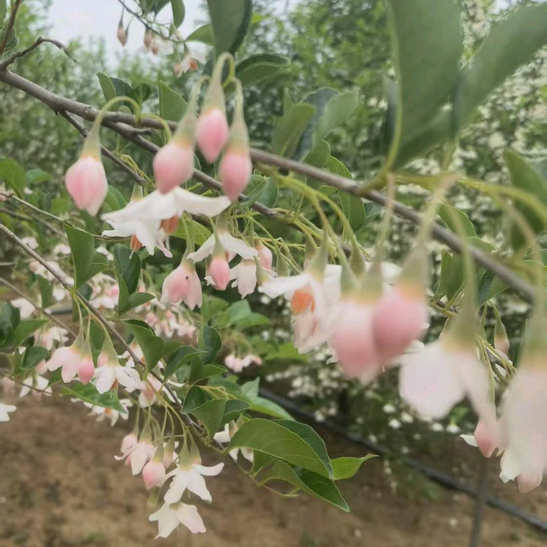 徐州道龙野茉莉基地