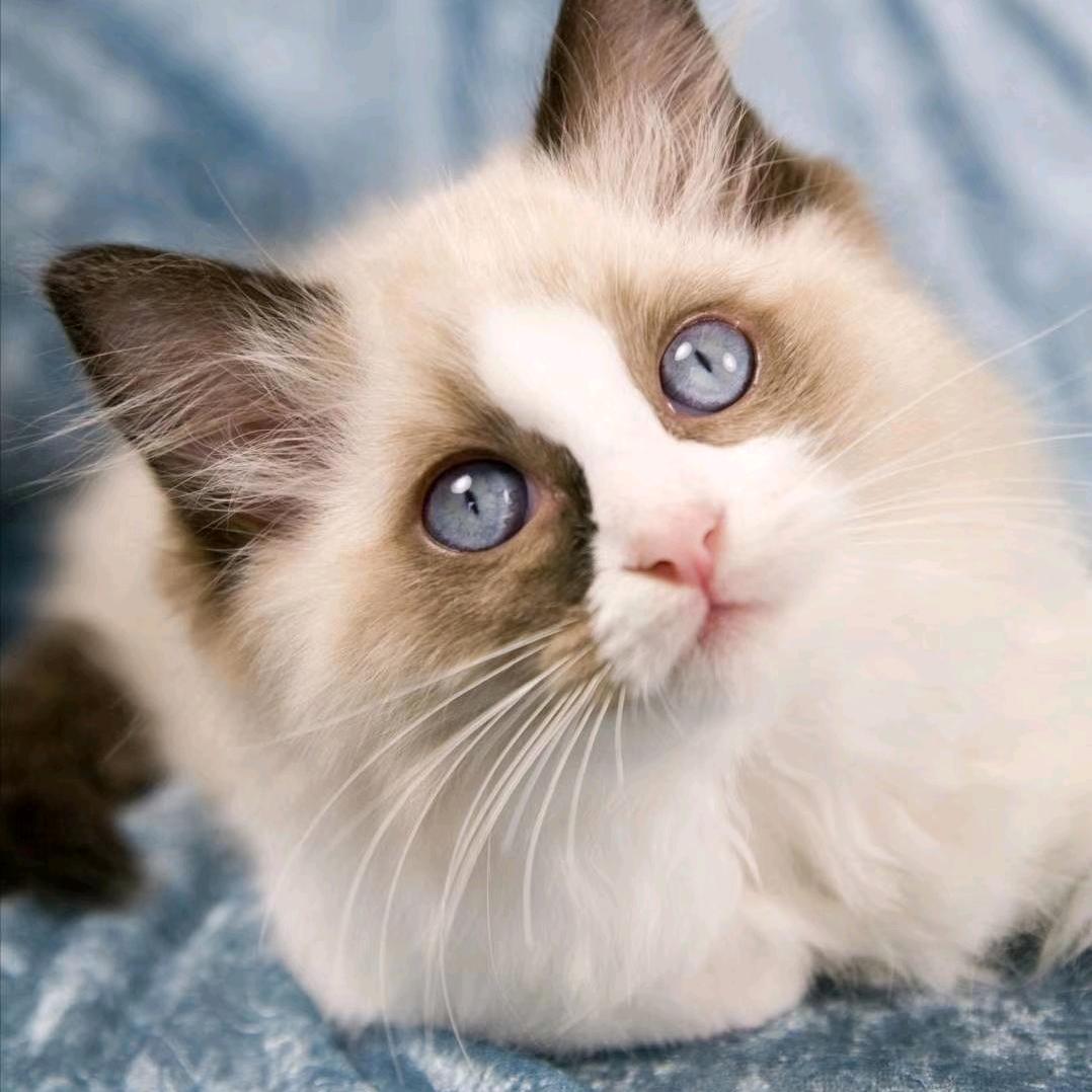 L໊ₒ任ᨶ႒ᩚ性ᵥ̶ₑ̶ᩚ:嘟嘟梅 L໊