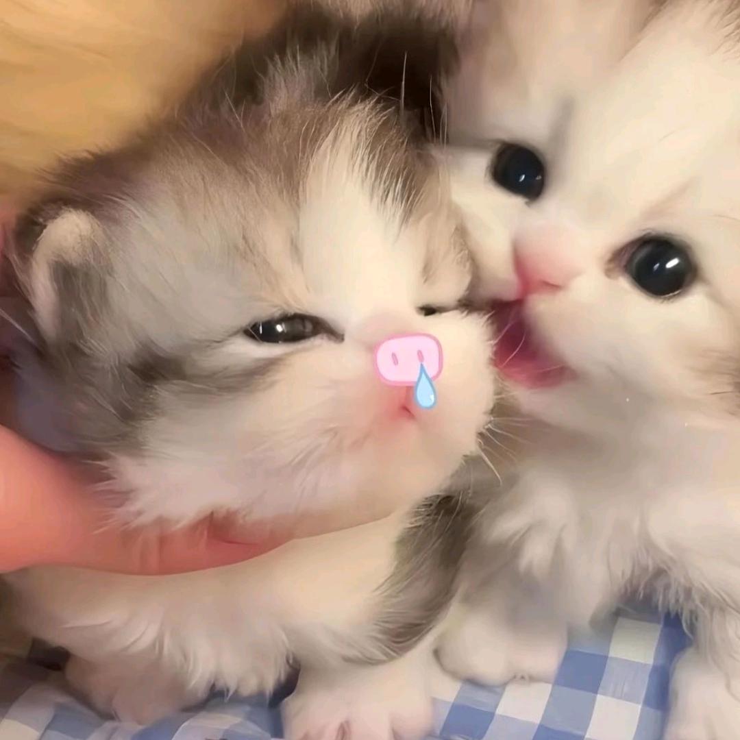 番茄炒鸡蛋吃么