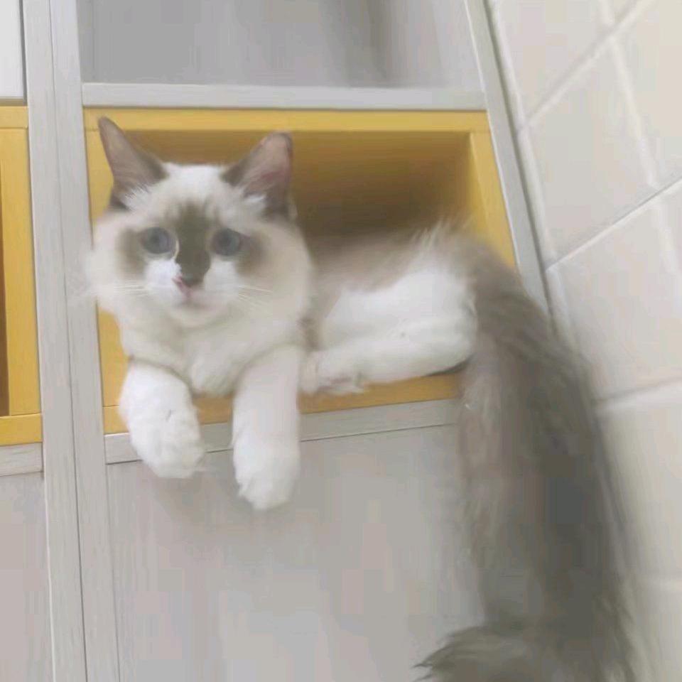 小磊