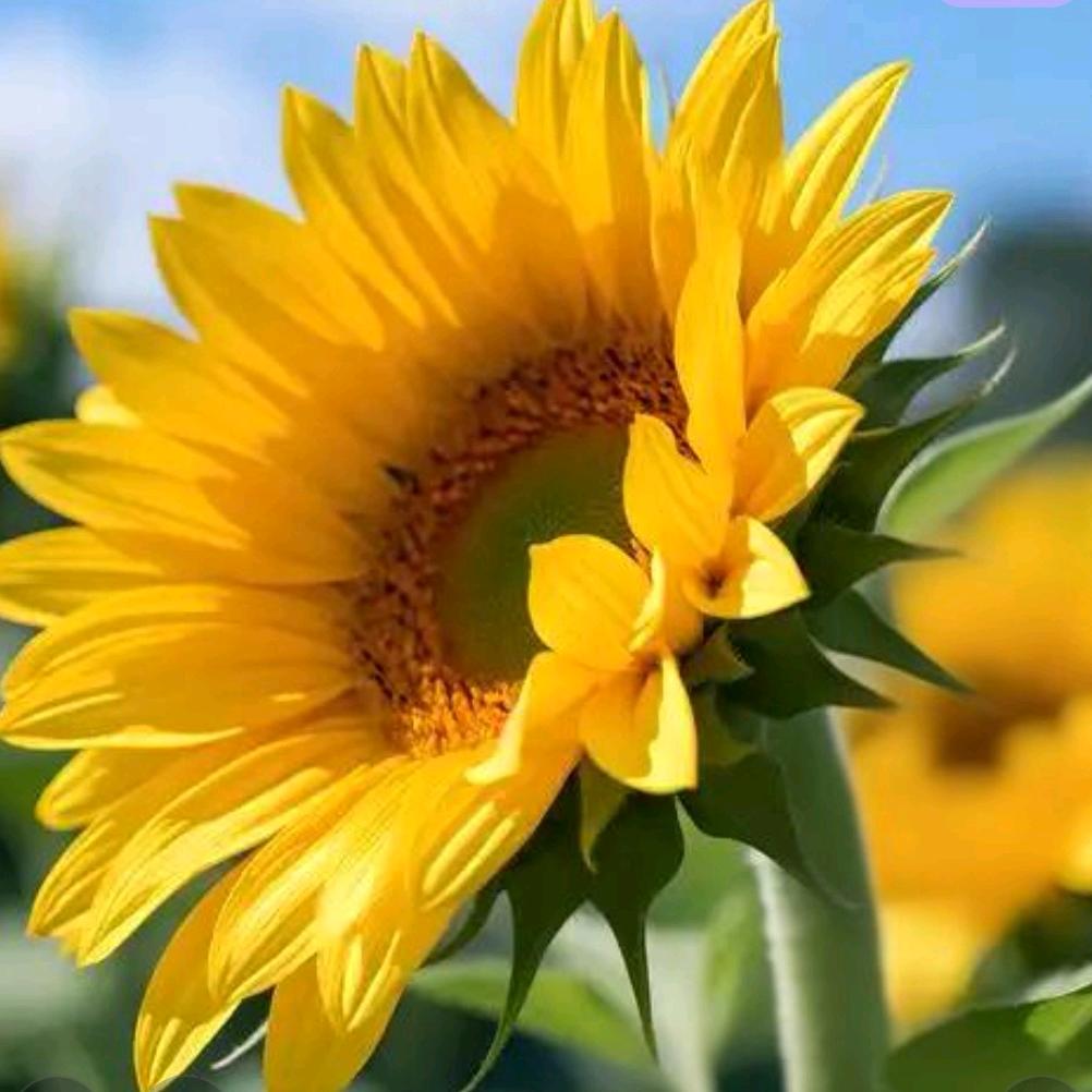 (♡>𖥦<)/♥余额暴张🌺🌺🍒