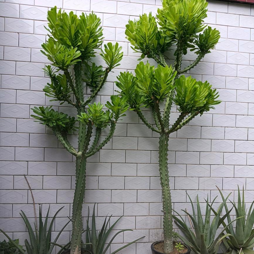 六零后