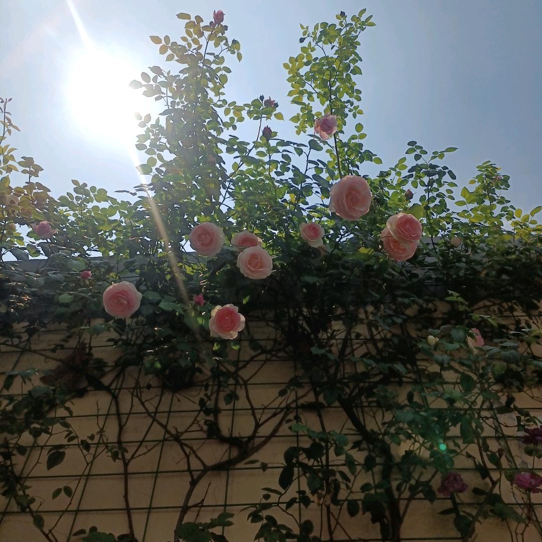 春色美莉珊川