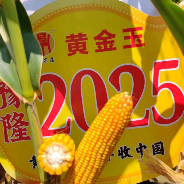 种业论坛