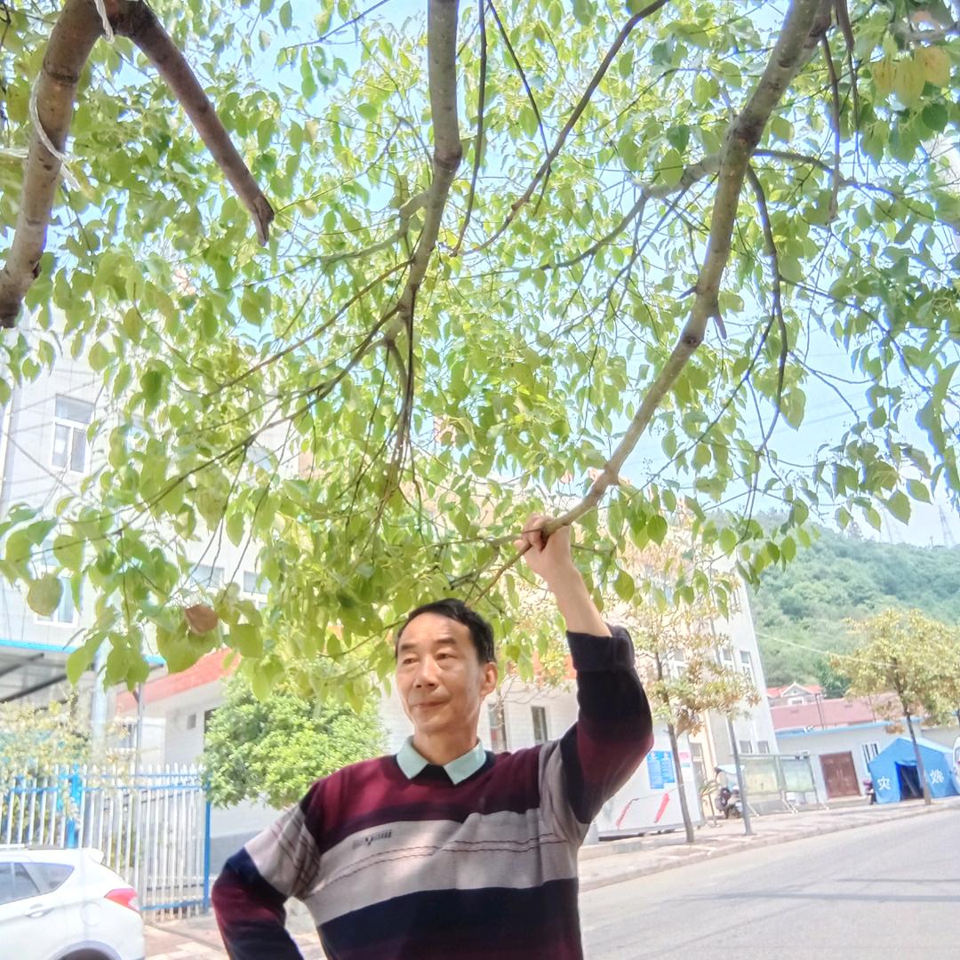 诚陈