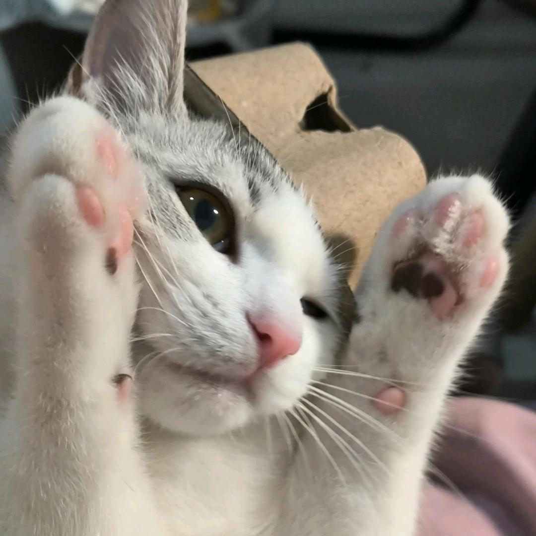 老农咪