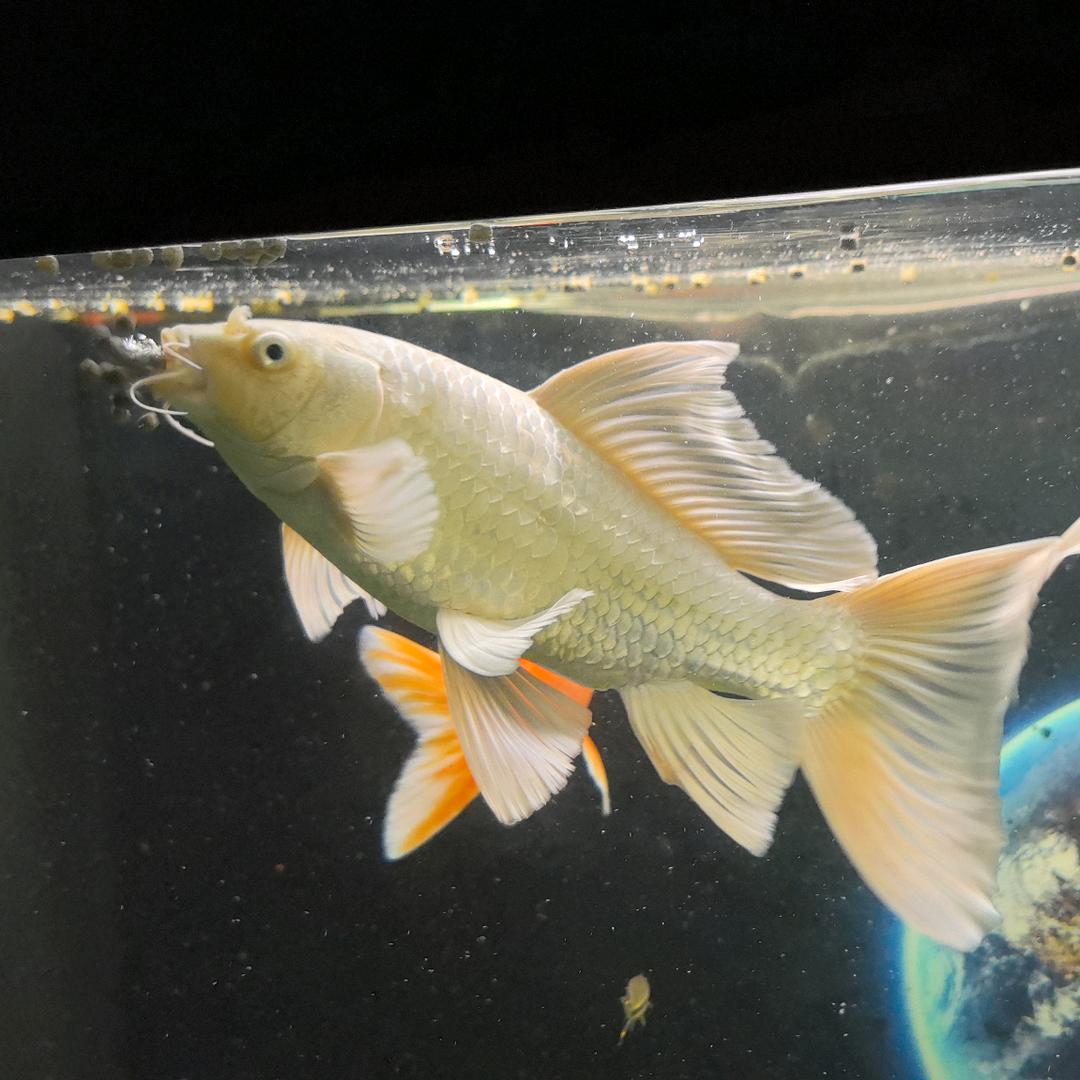 如意家的蝴蝶鲤🐟