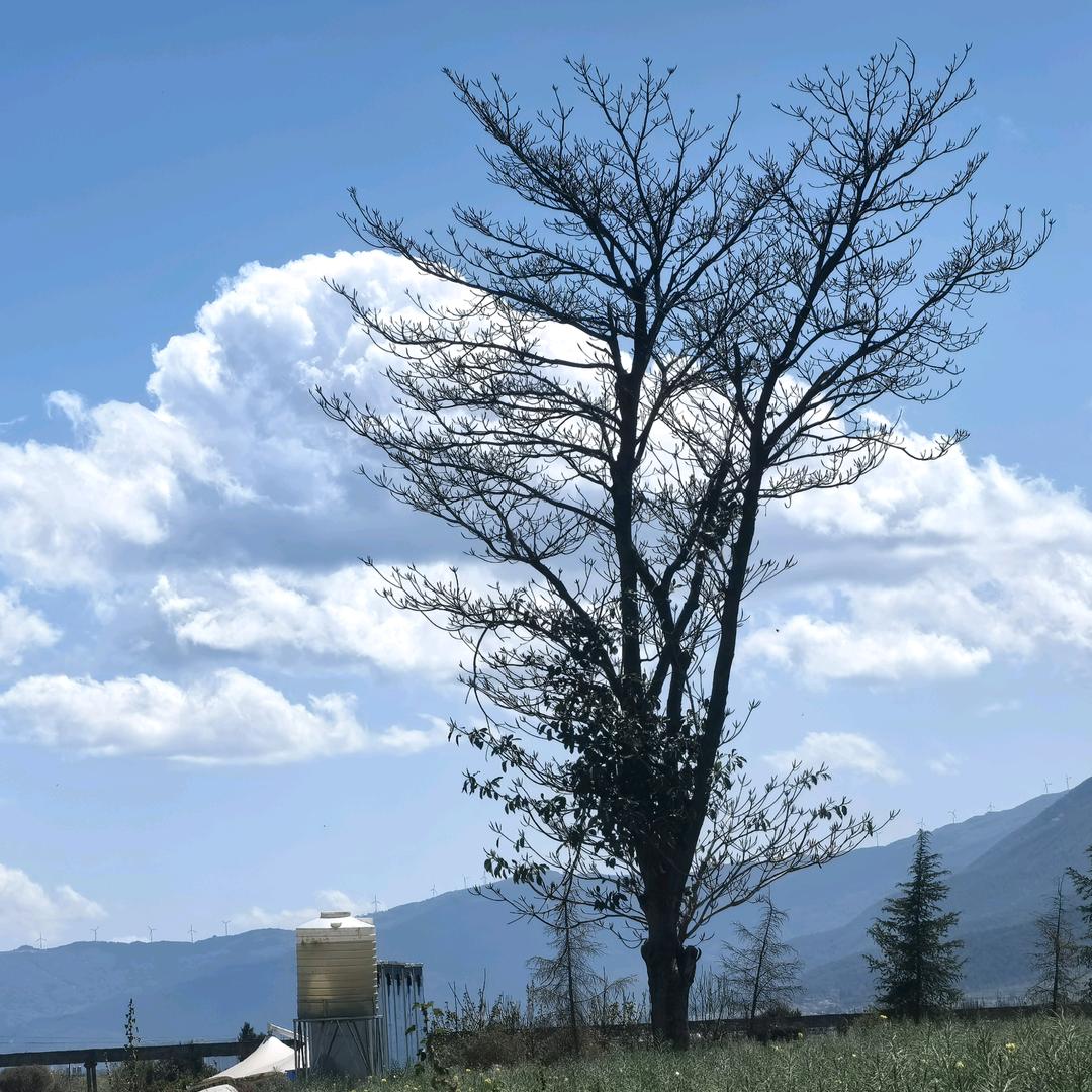 望北壹号