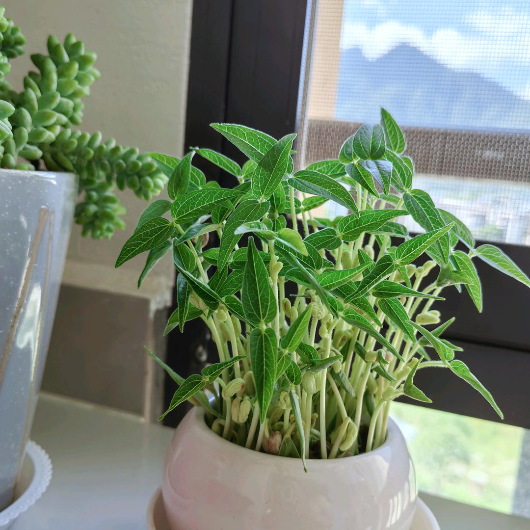 甜蜜蜜
