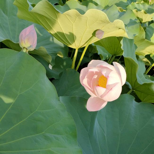 梁桂源