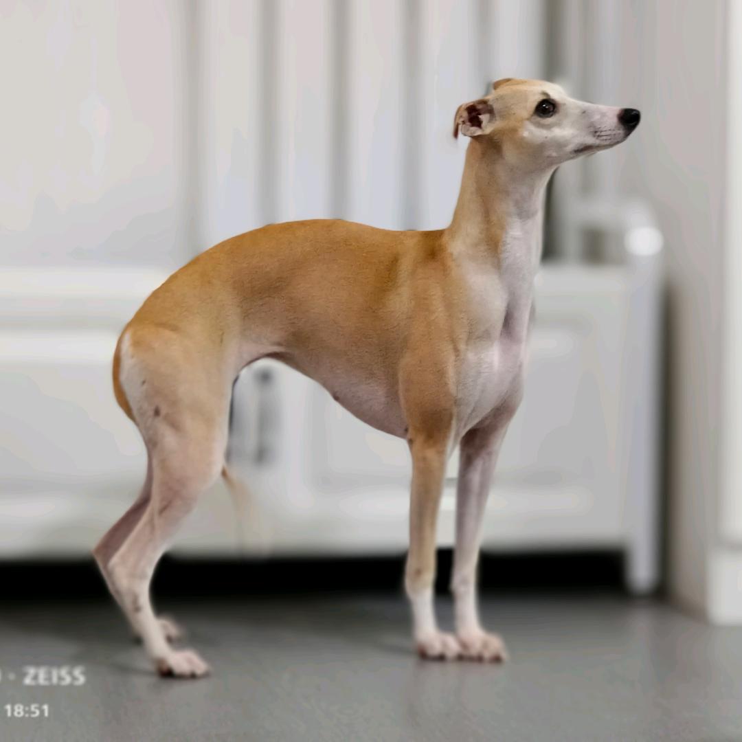 青木世家惠比特