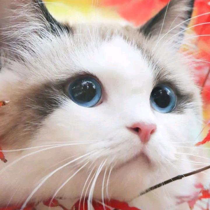 嬴盈盈