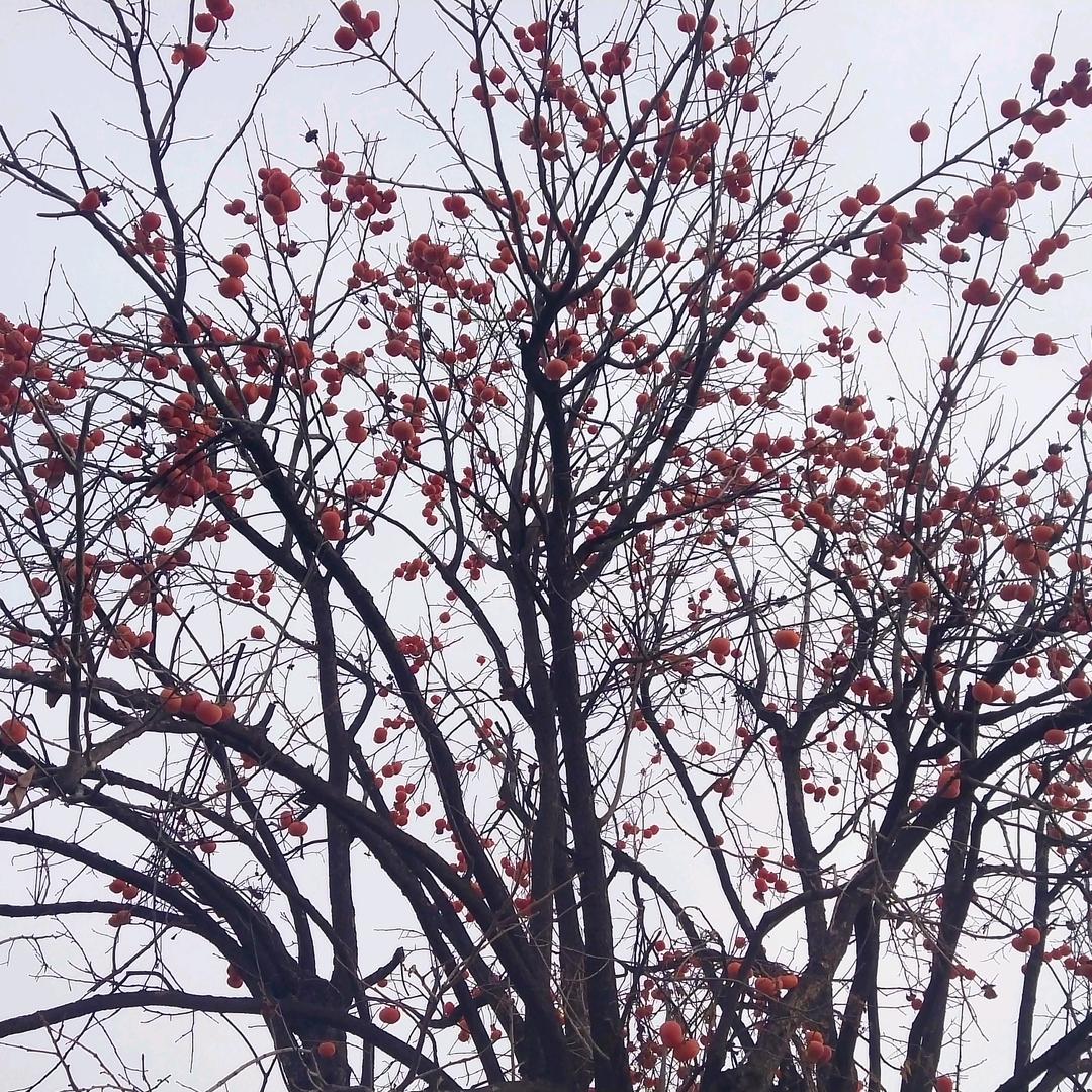 阿火