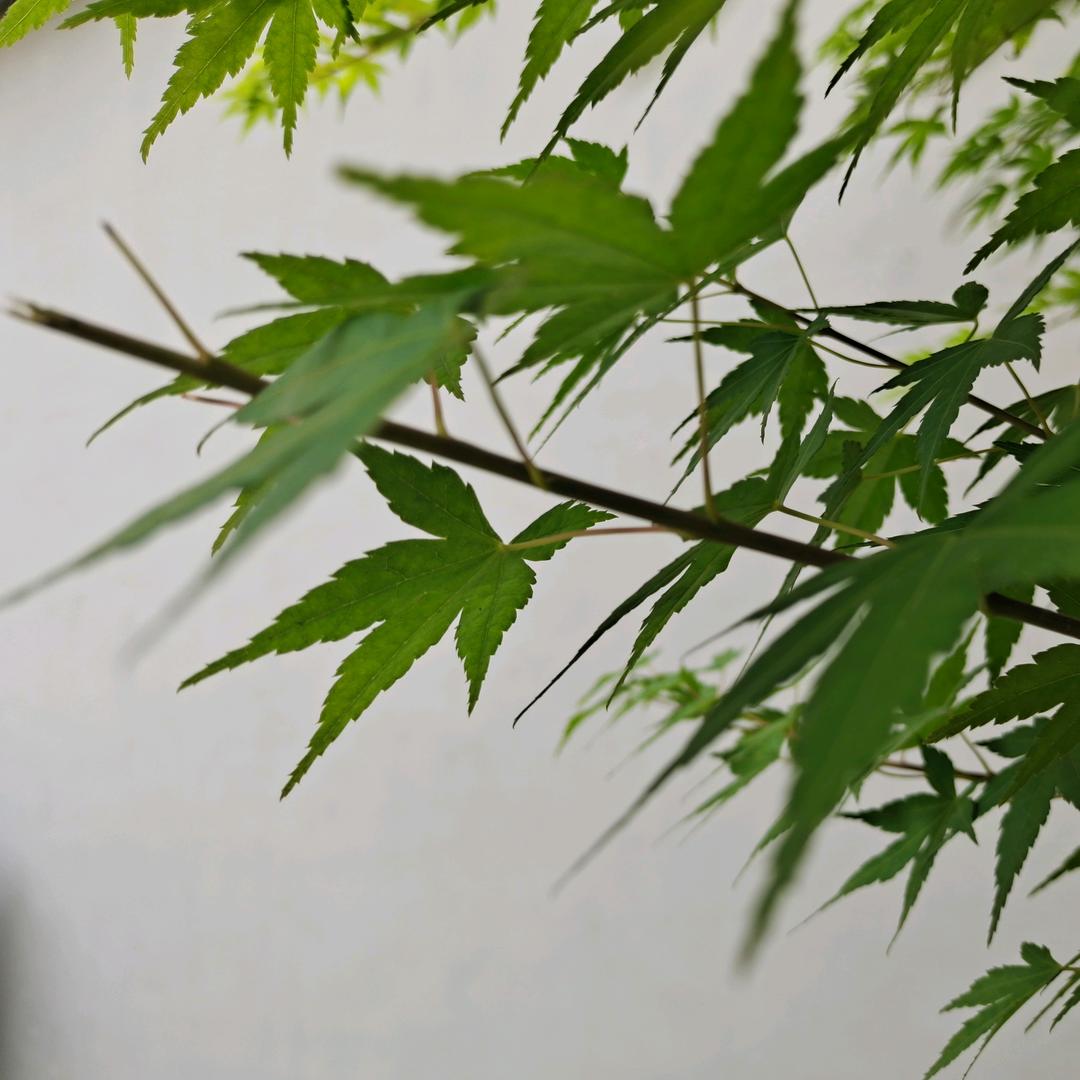 青沐头像