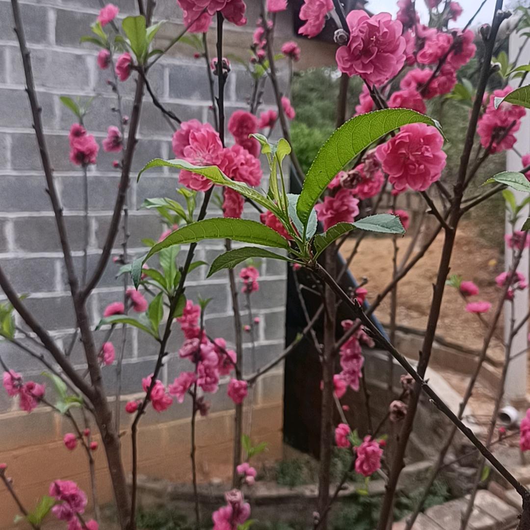 肥肥