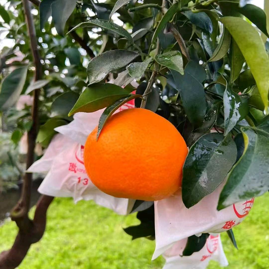 菡菡果园原产地🍊