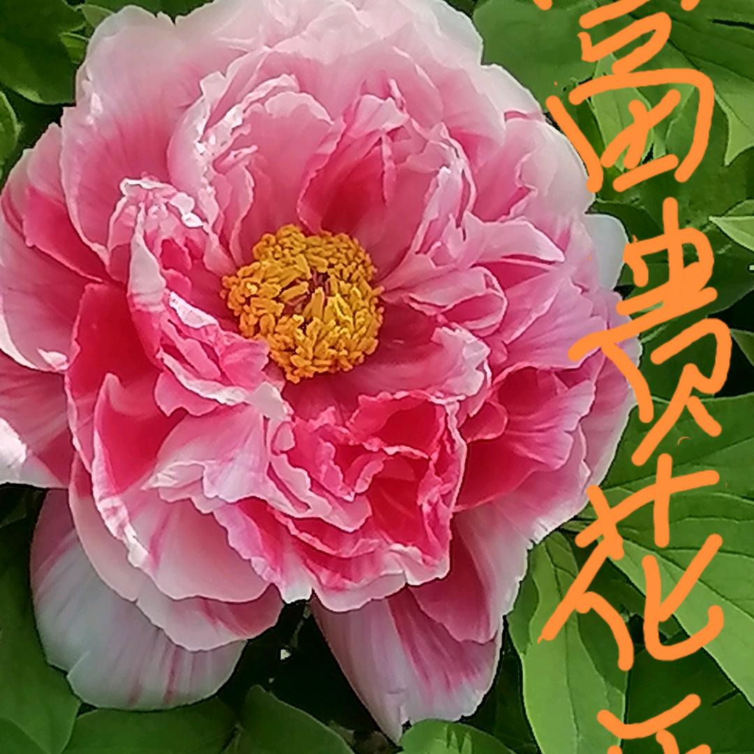 健康快乐