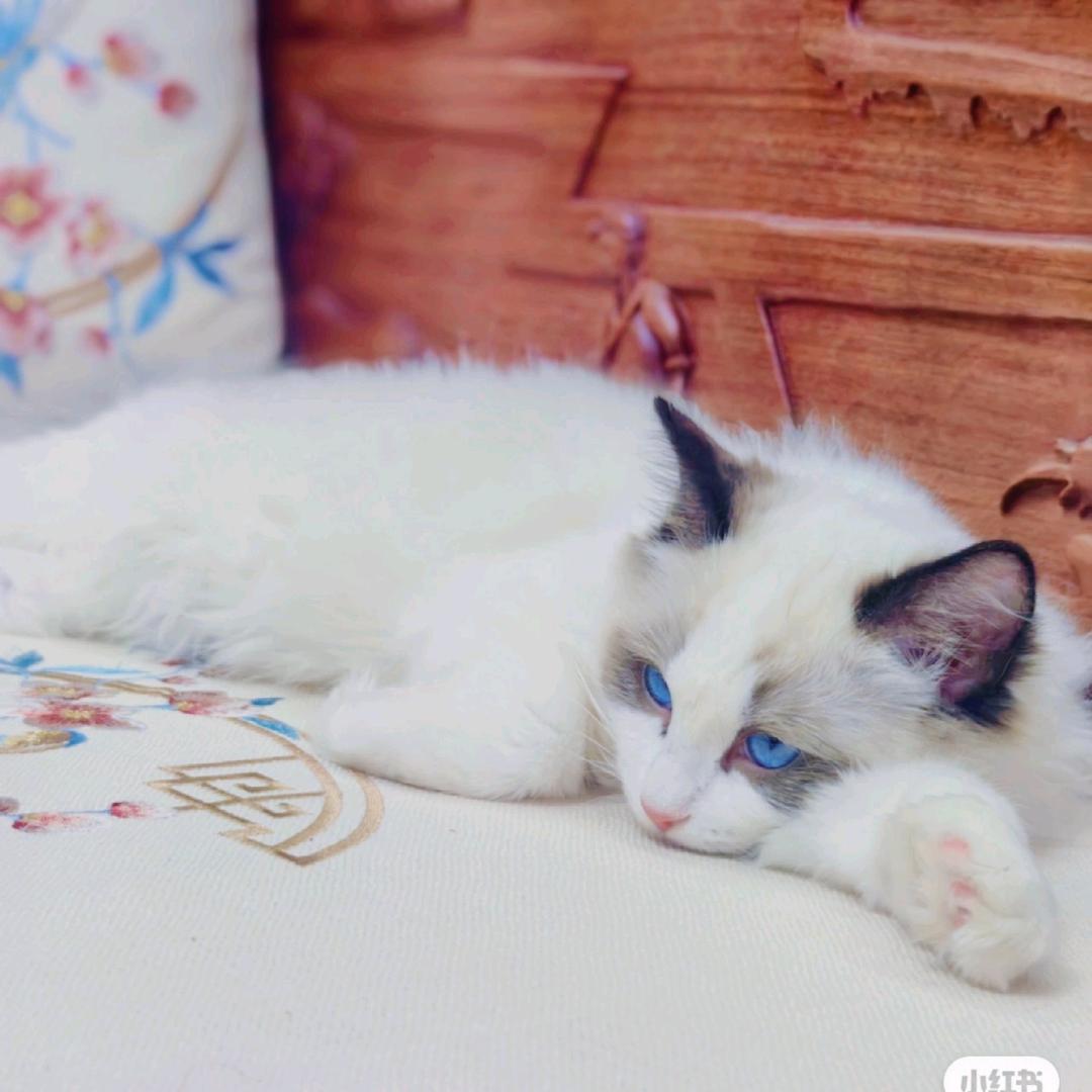 lili精品严选