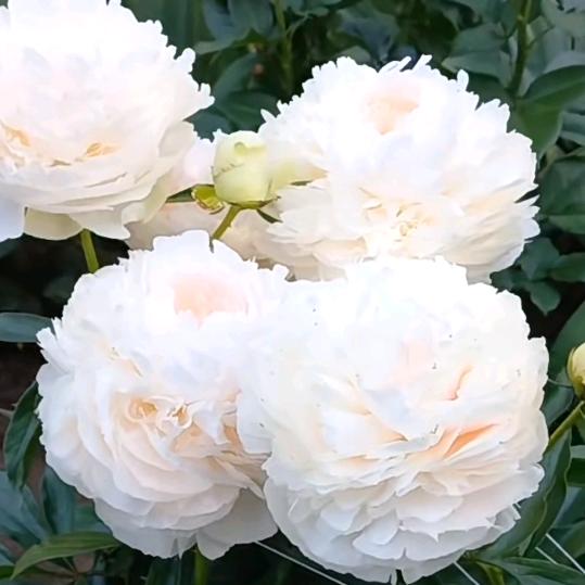 拓陆 芍药花卉
