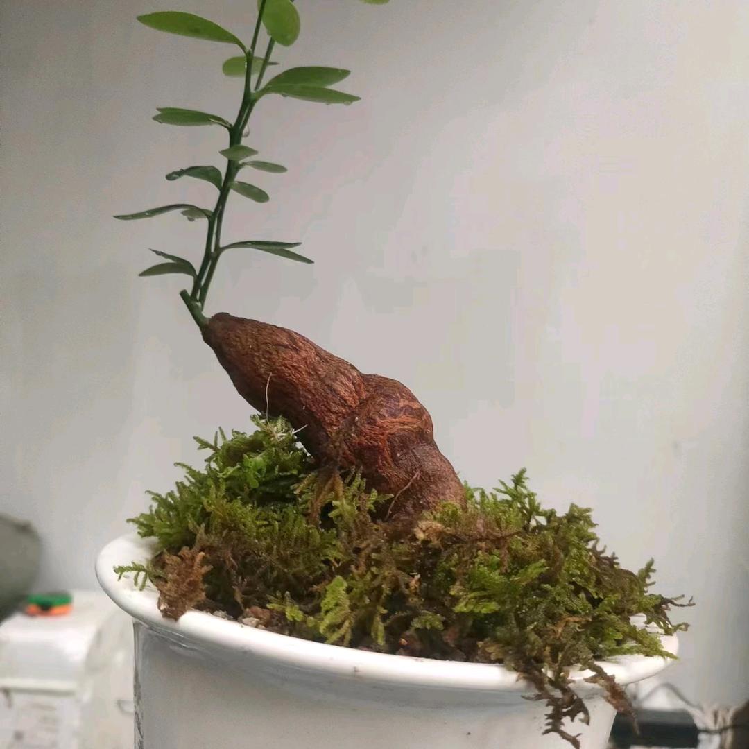 朵朵盆景园艺