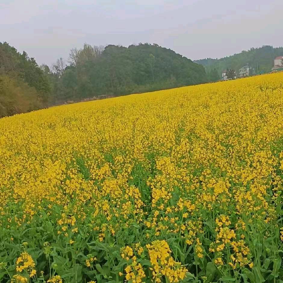 育花成果💑