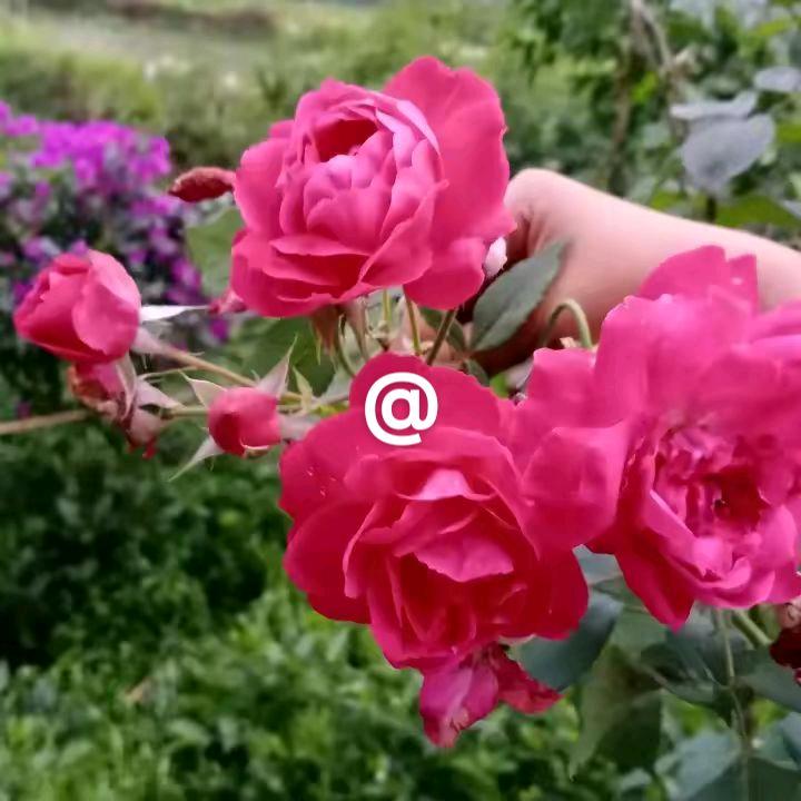 爱跳舞的花姐