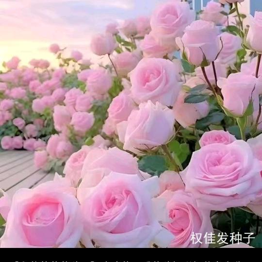 💖白云朵朵