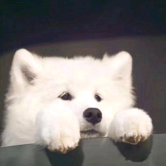 二哈番茄锅