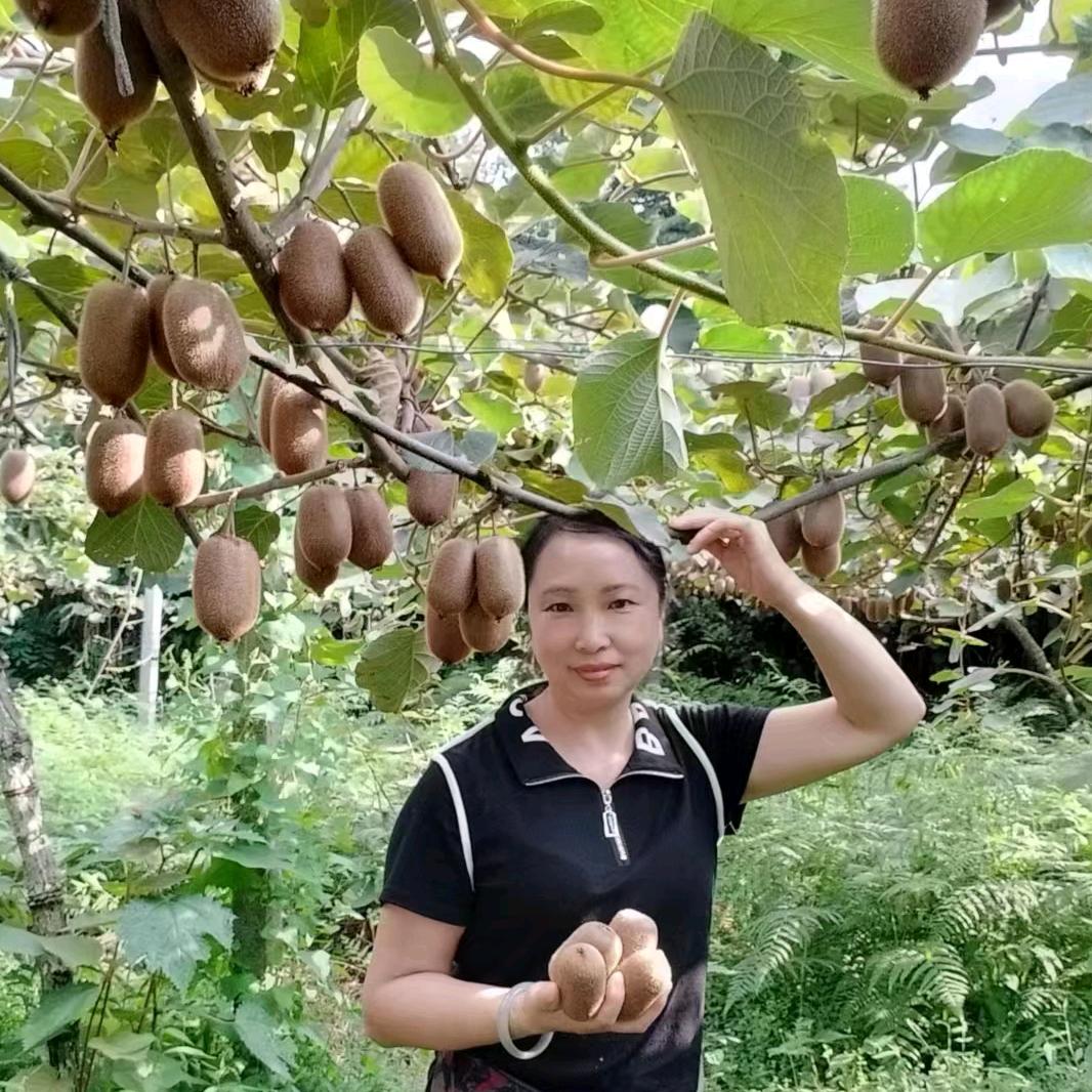 乡下凤凤（猕猴桃种植基地）