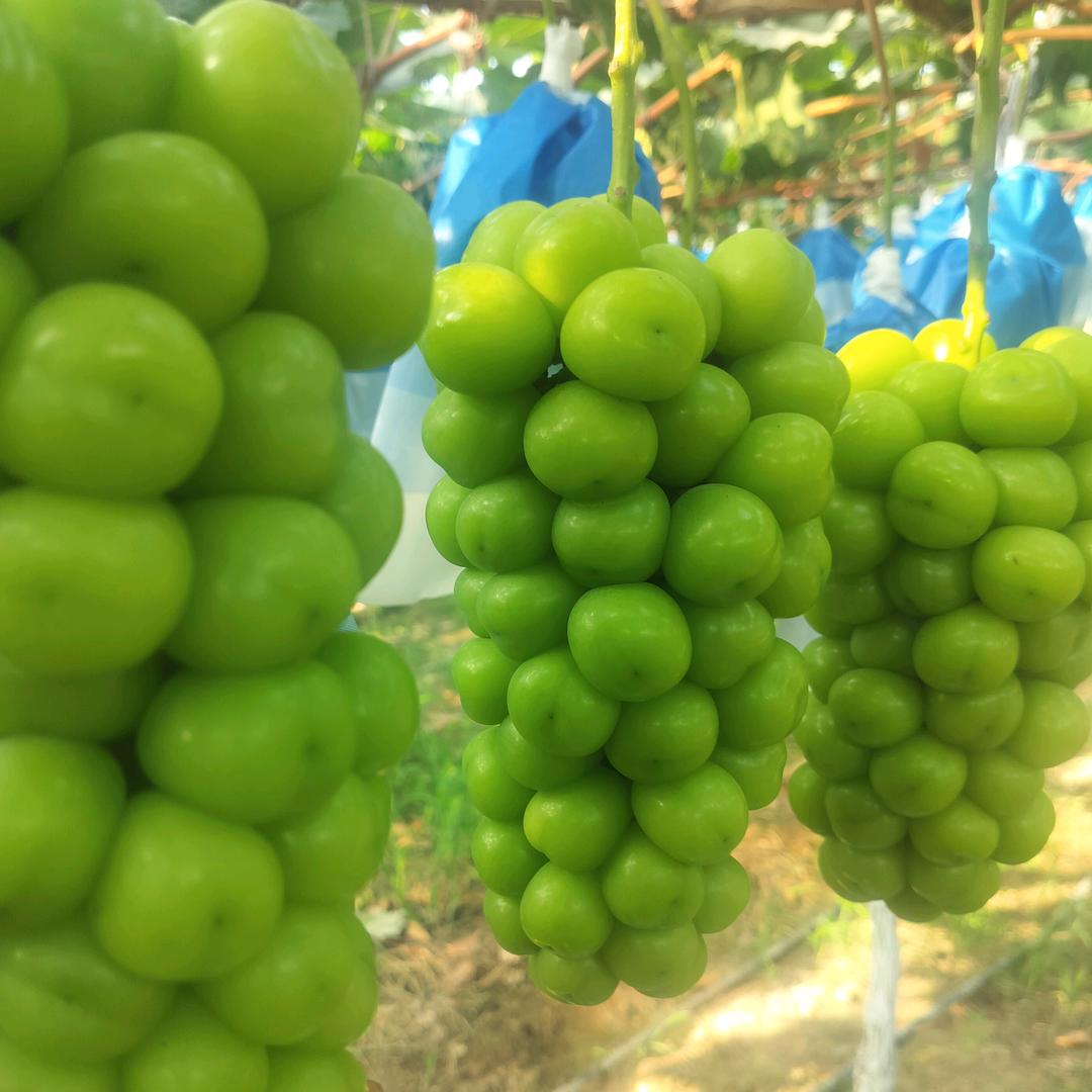 新农人二怪（葡萄种植）