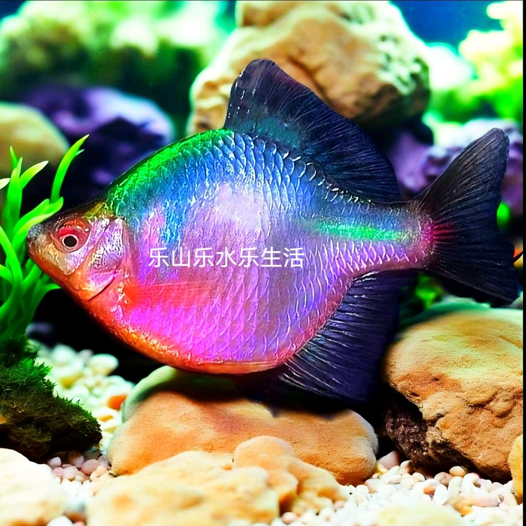 乐山乐水乐生活