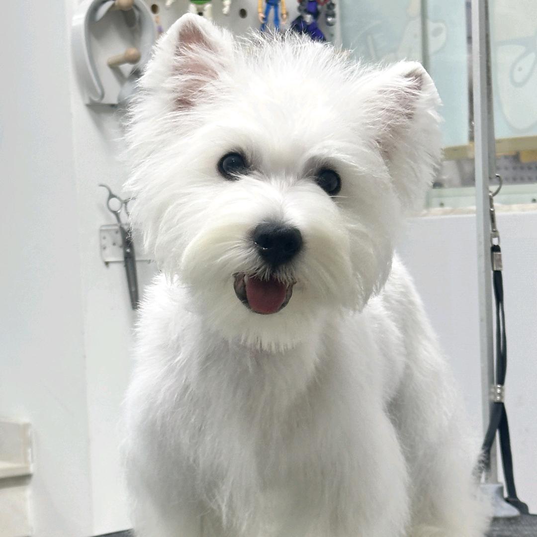 一个有温度的繁育人（犬舍筹备中）