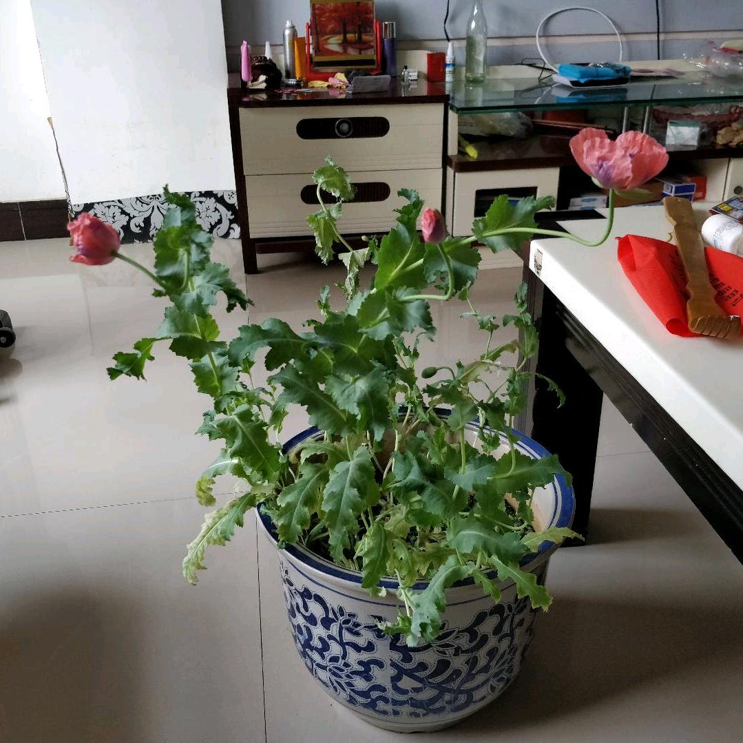 快过年了