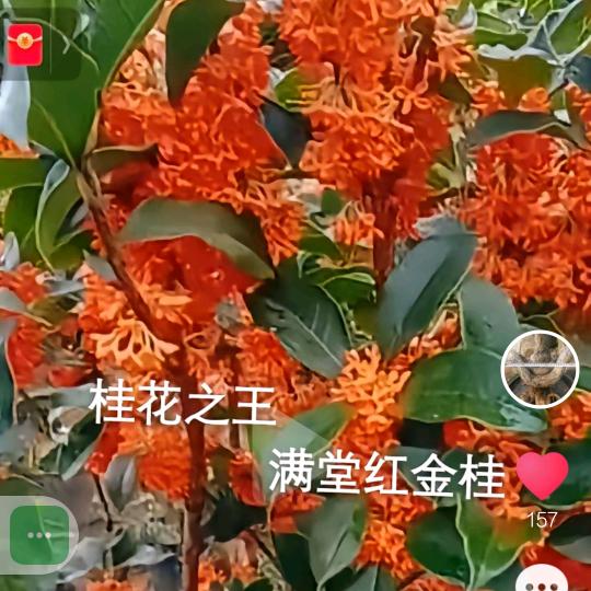 卉景苗木