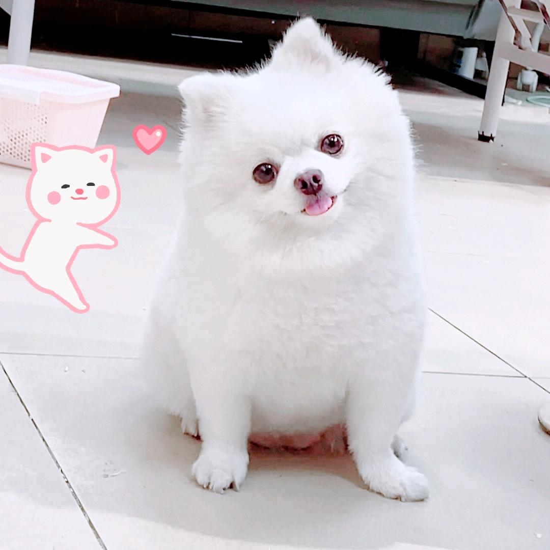 小白妈妈