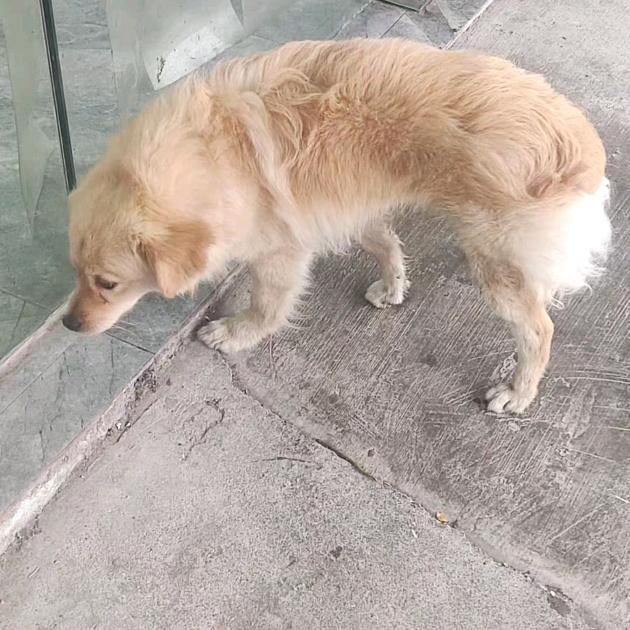 常年收狗！收羊！收旧手机