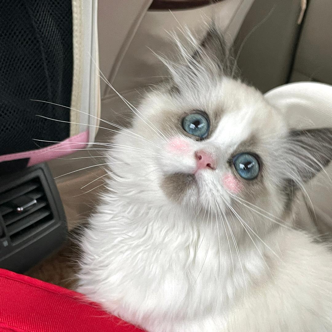 Cc🐱～