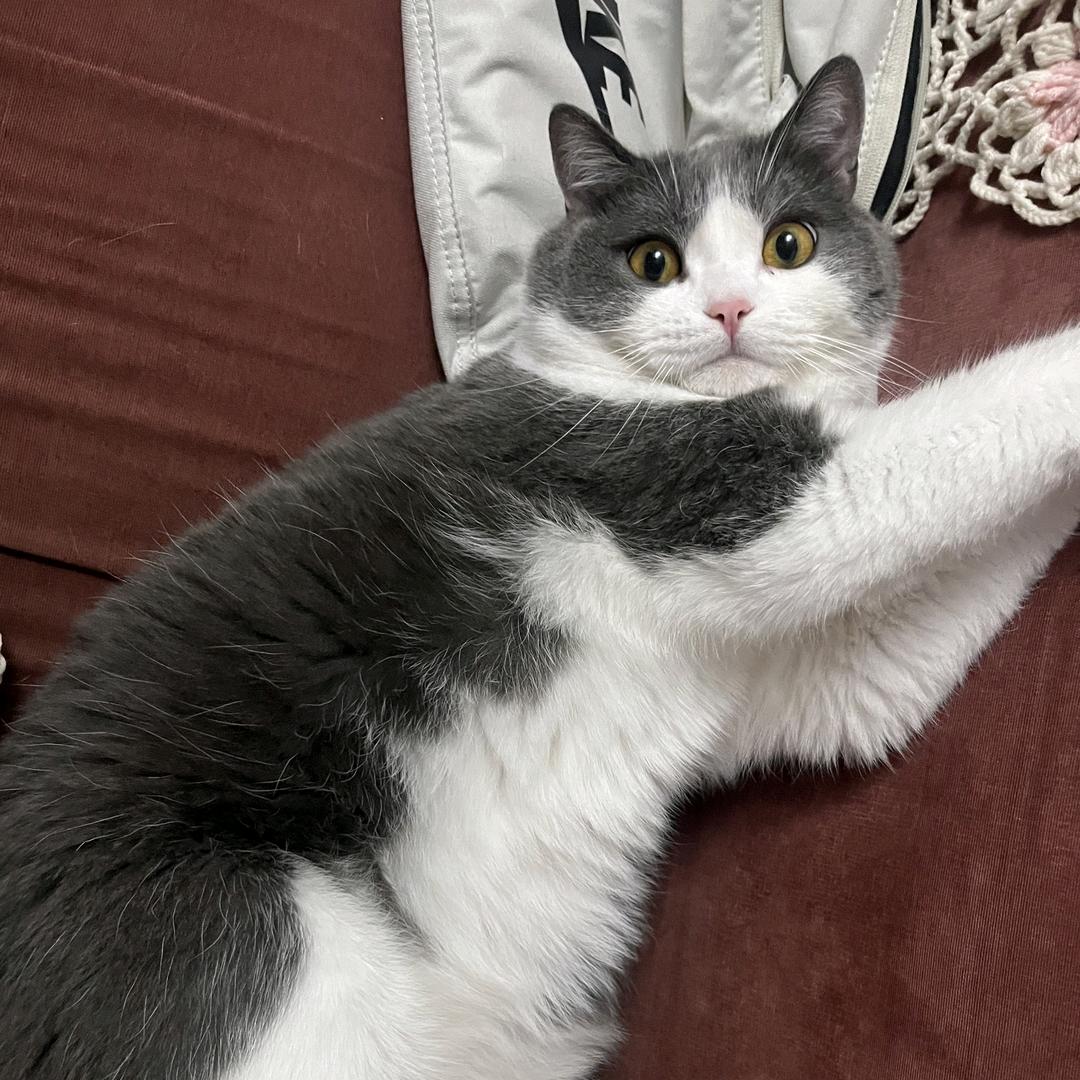 奥利奥🍪趣多多哪个更可爱