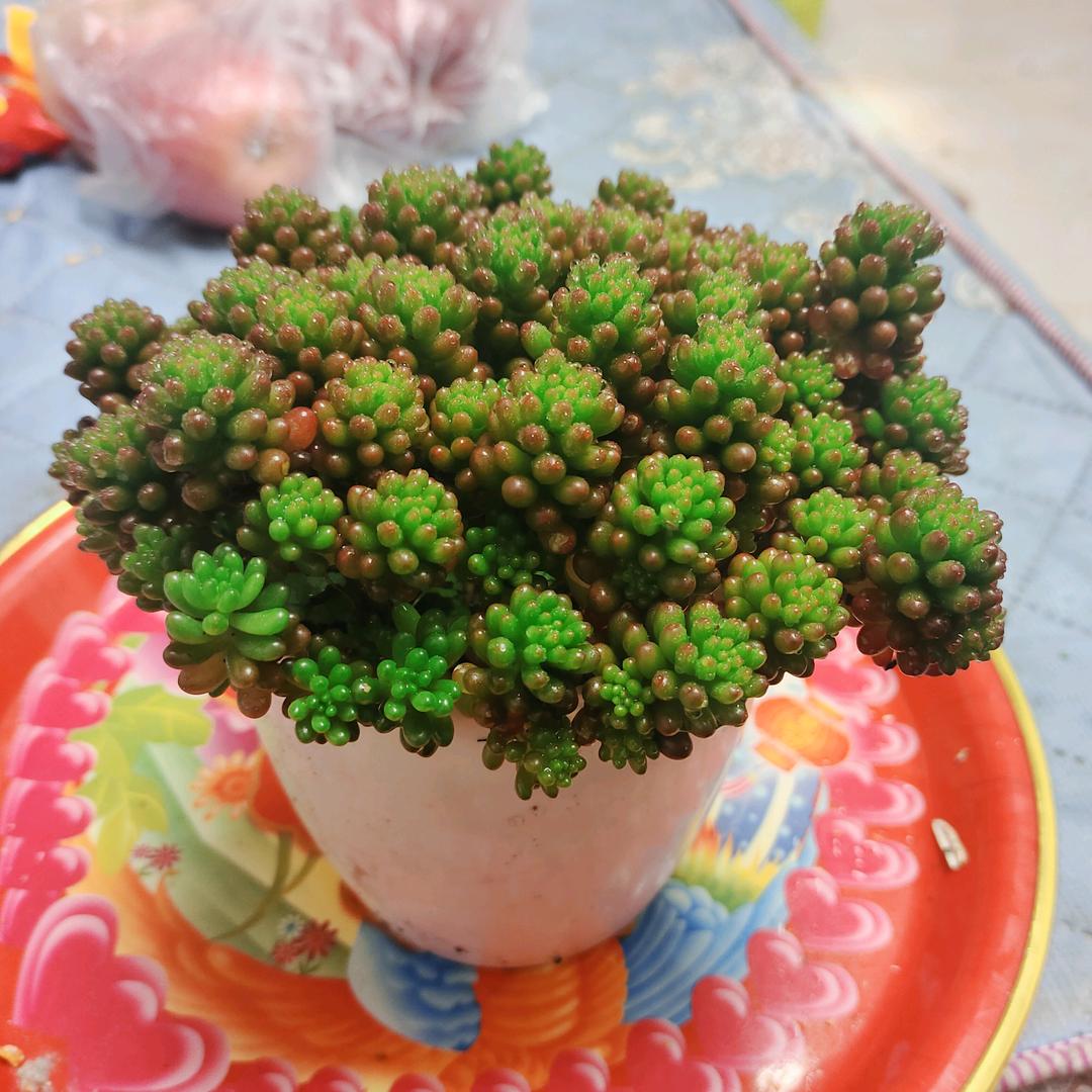一只羊
