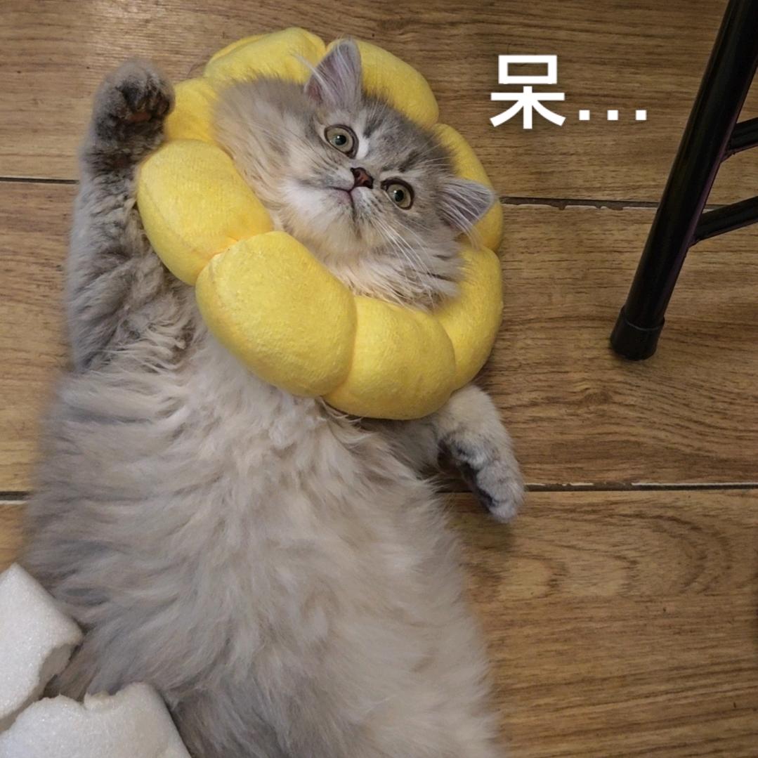 是一只周周啊.