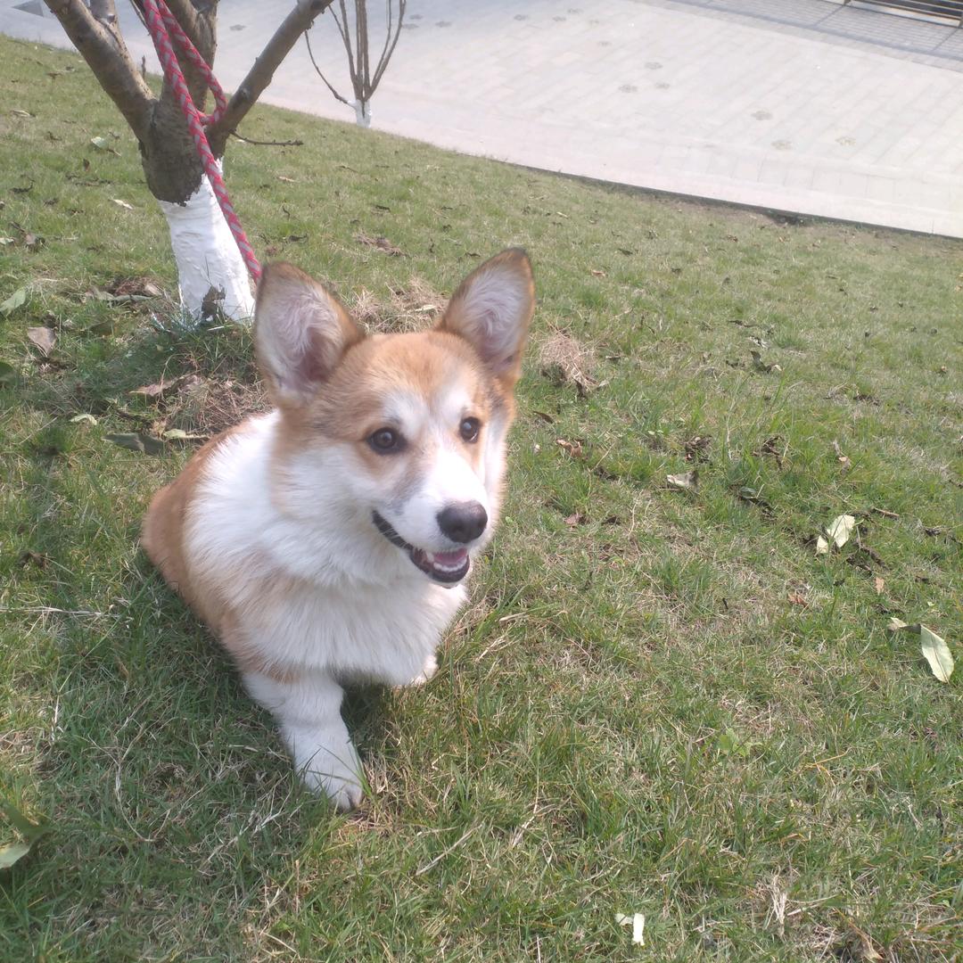 叮叮当当破破烂烂