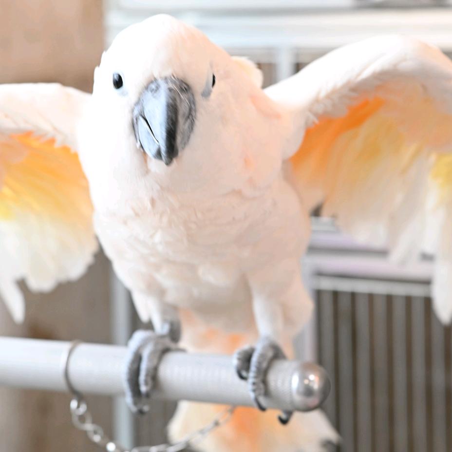 重生之我在崇明岛养龟🐢