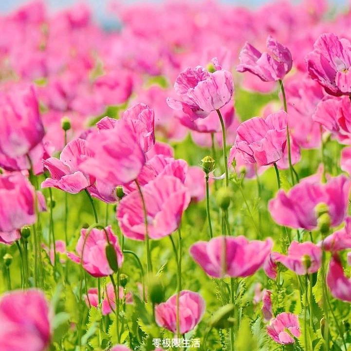 芸汐呀