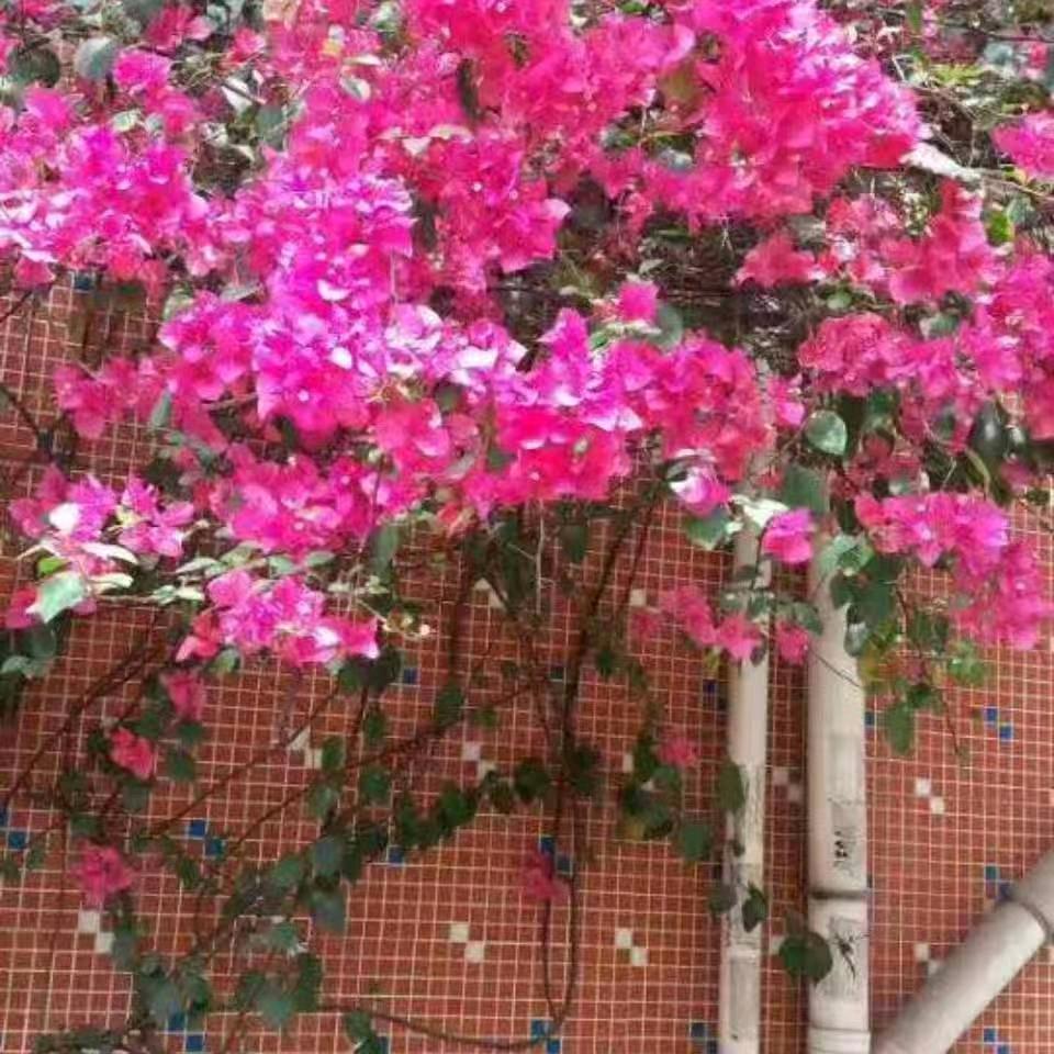 天天好心情？？